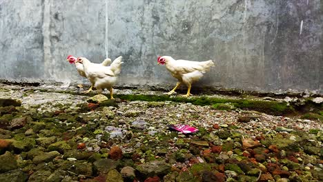 Chickens-looking-for-food-around-the-yard-with-worms-near-the-coop-on-a-farm