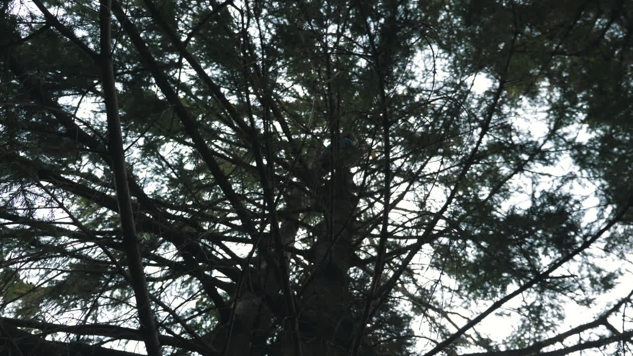 slow-mo of FPV looking up a tree
