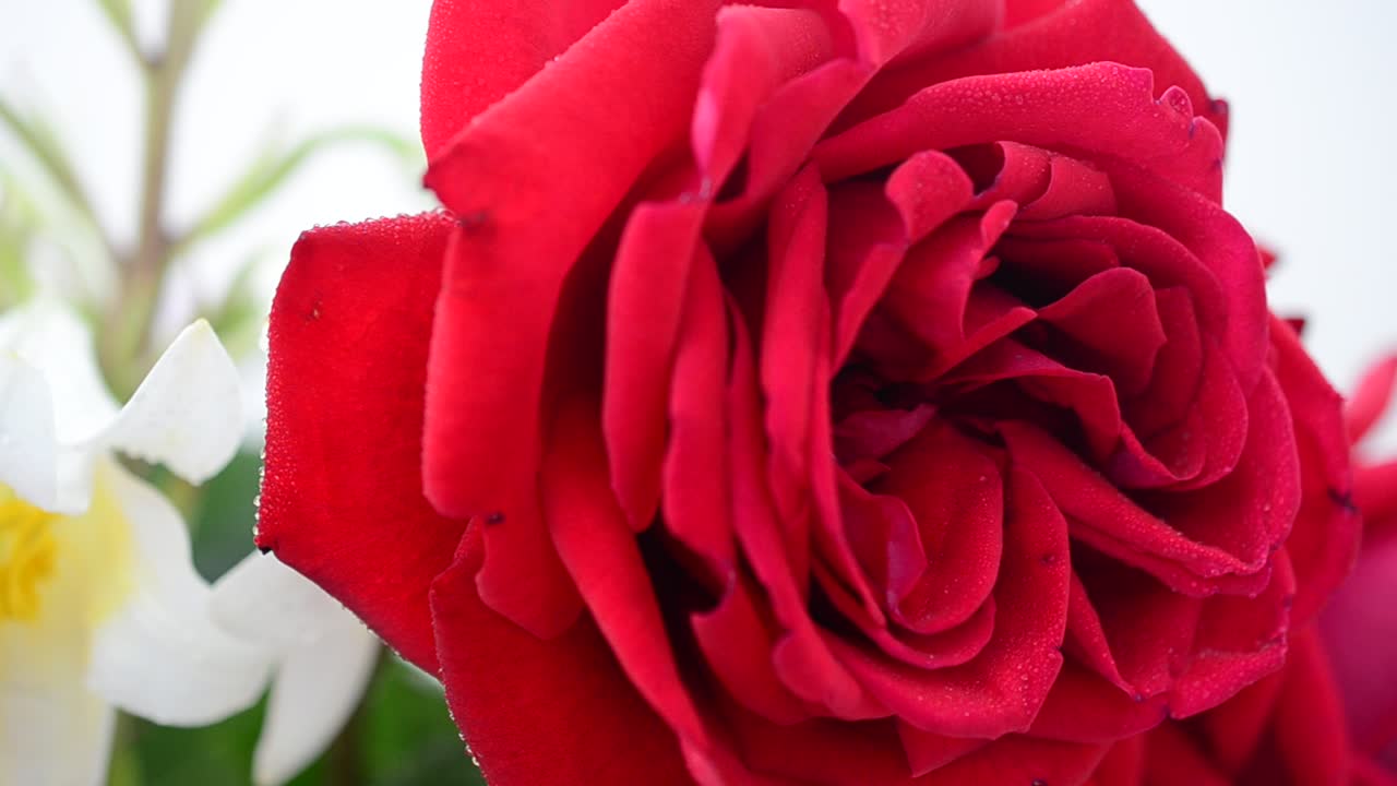 Blomster på en hvid baggrund. Roser og liljer
