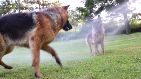 cinematic slomo shot of dogs interacting with water being sprayed from a garde hose in the backyard, slow motion, sheperd