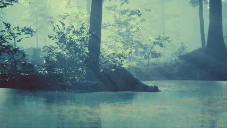 Panoramic-of-the-forest-with-river-reflecting-the-trees-in-the-water