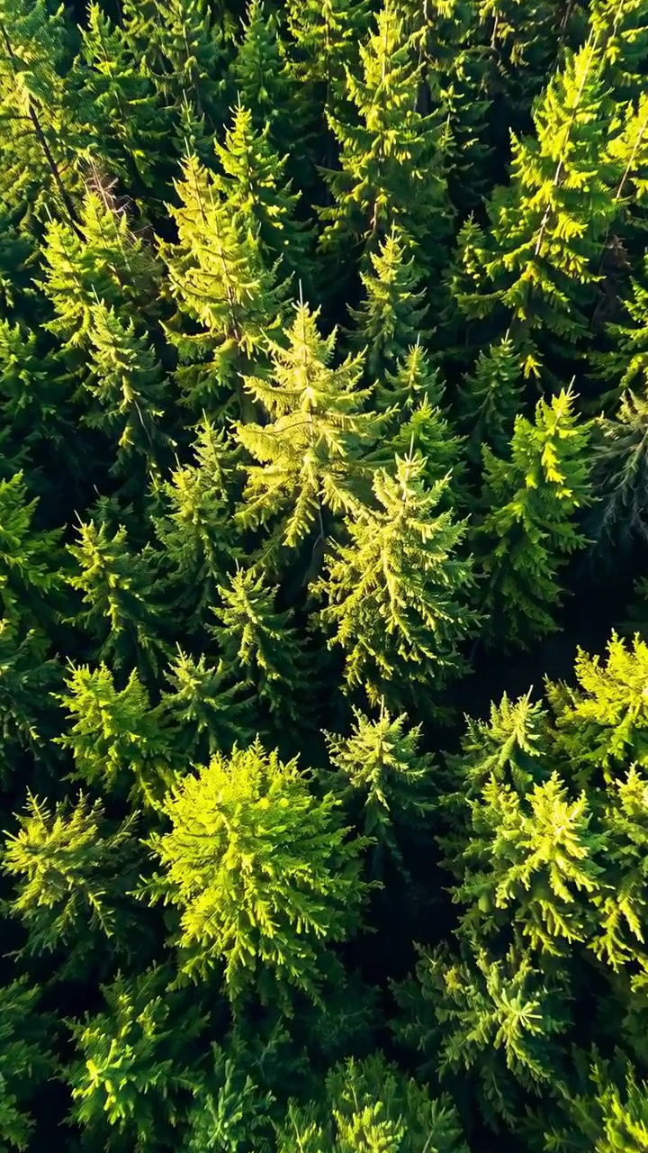 Ovenfra og ned luftfoto som viser tett eviggrønn trekroner med et bånd av varmt lavt sollys som feier over de sentrale kronene, de lyseste tretoppene gløder gulgrønt mens tilstøtende kroner forblir dype.
