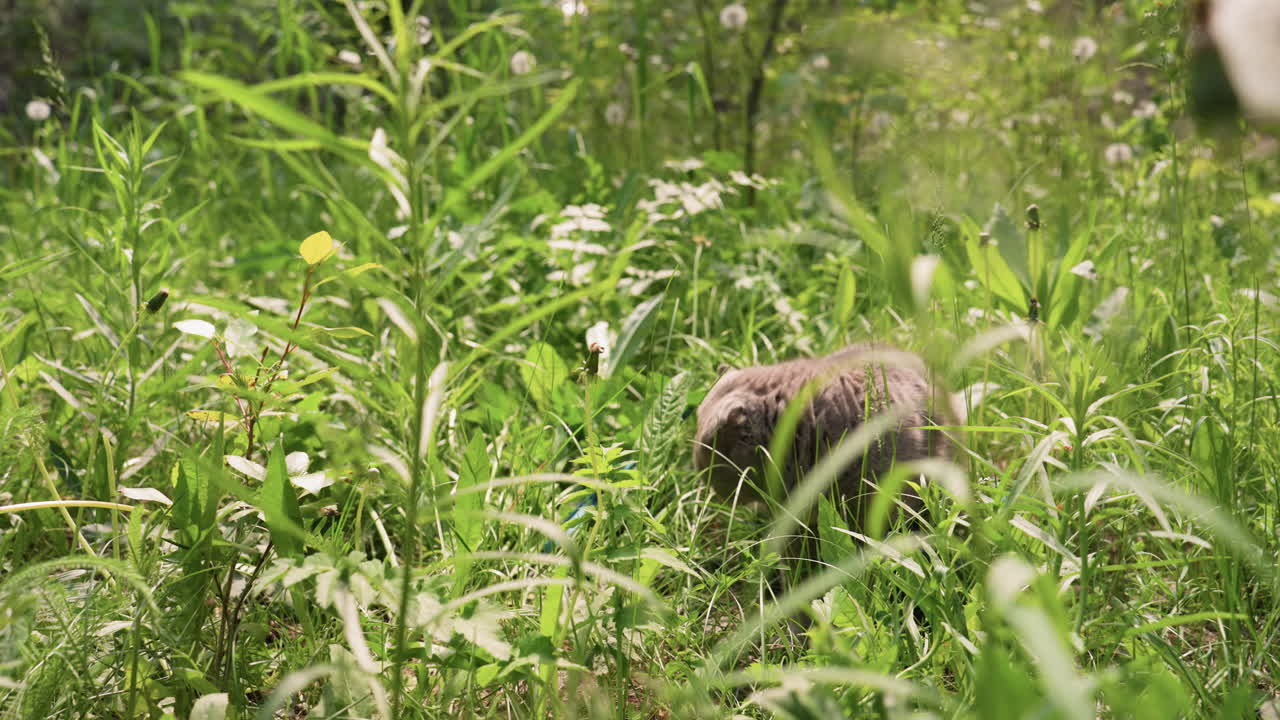Gray Cat Sitting Amid Wildflower Meadow, Dandelion Heads And Tall Grasses Surrounding Small Alert Figure, Calm Observant Posture, Pastel Greens And Soft Sunlight, Tranquil Nature Composition