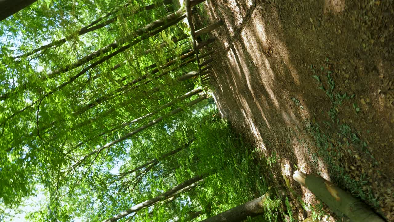 숲을 가로질러 천천히 걸어가고