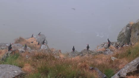 atlantic puffin (fratercula arctica), on the rock on the island of runde (norway).