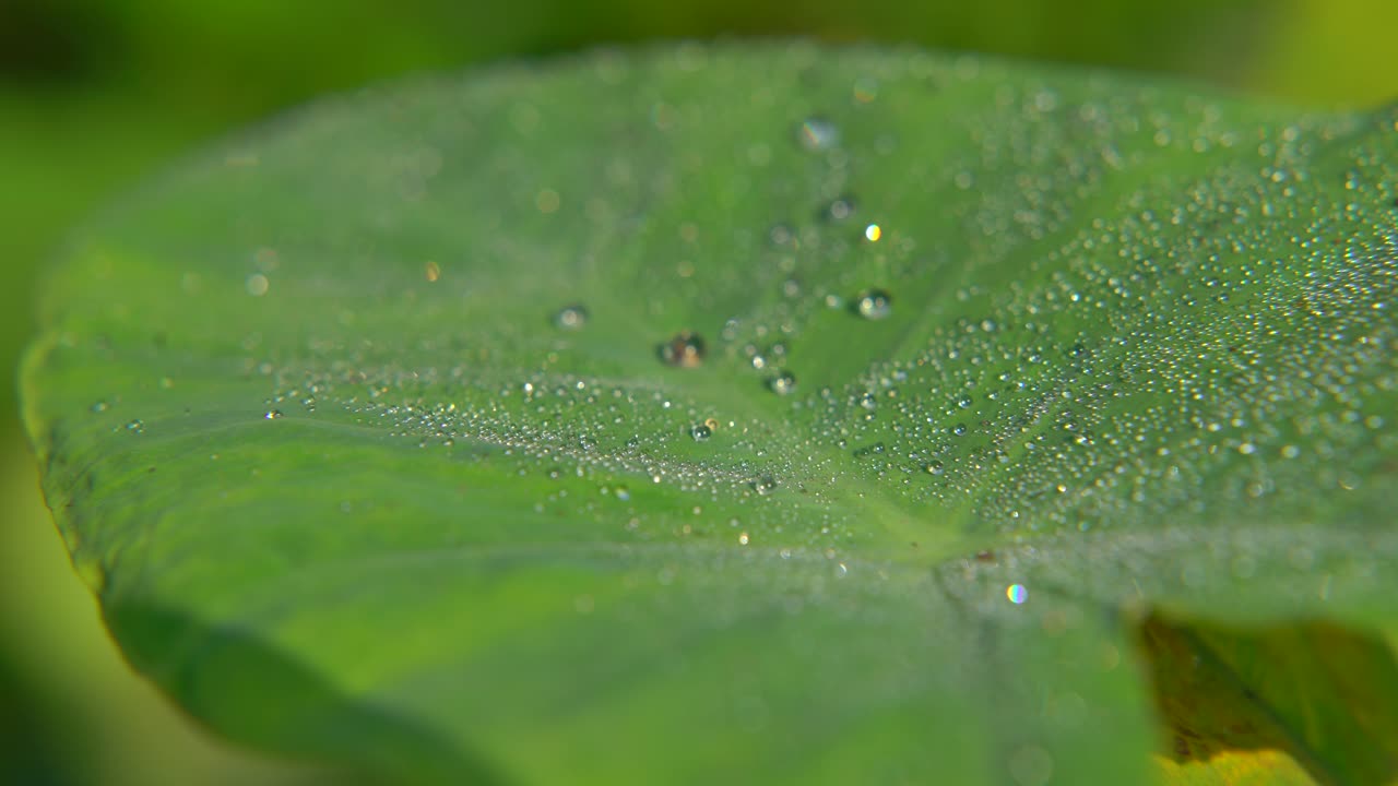 el rocío de la mañana cayó sobre la hoja