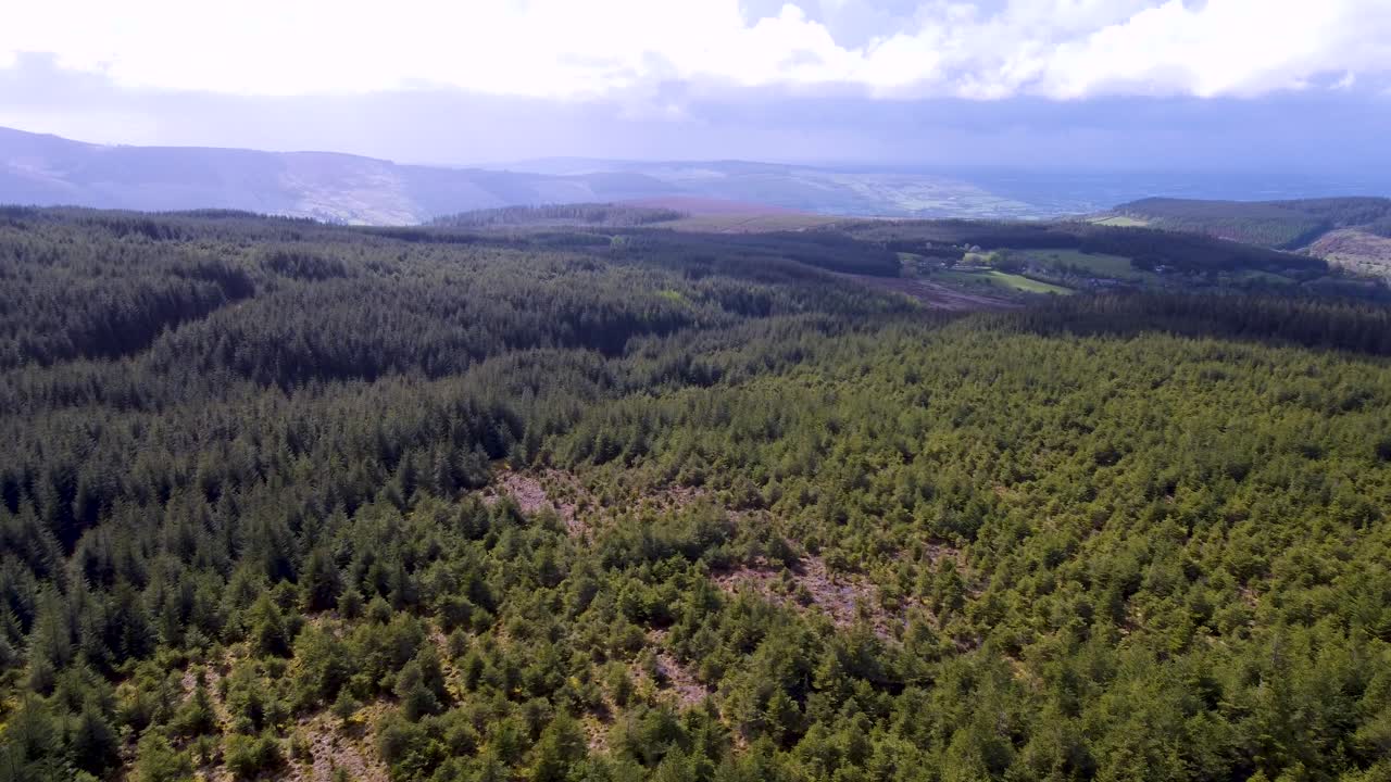 volando sobre pinos en wicklow - irlanda