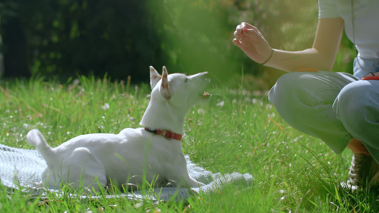 Dog Training Session in a Garden