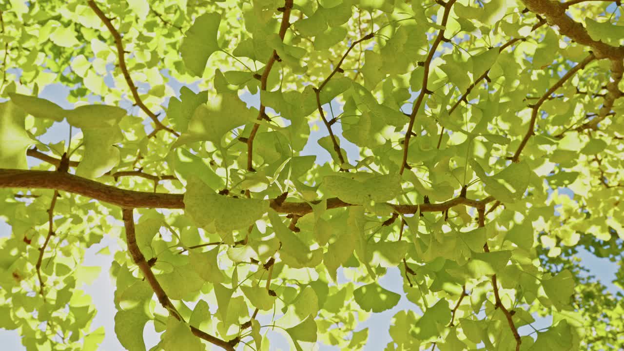Close-up low angle shot of vibrant, fan-shaped ginkgo tree leaves and branches against a clear blue sky