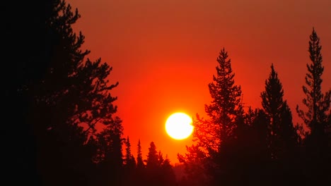 Sonnenuntergang-Hinter-Einem-Pinienwald