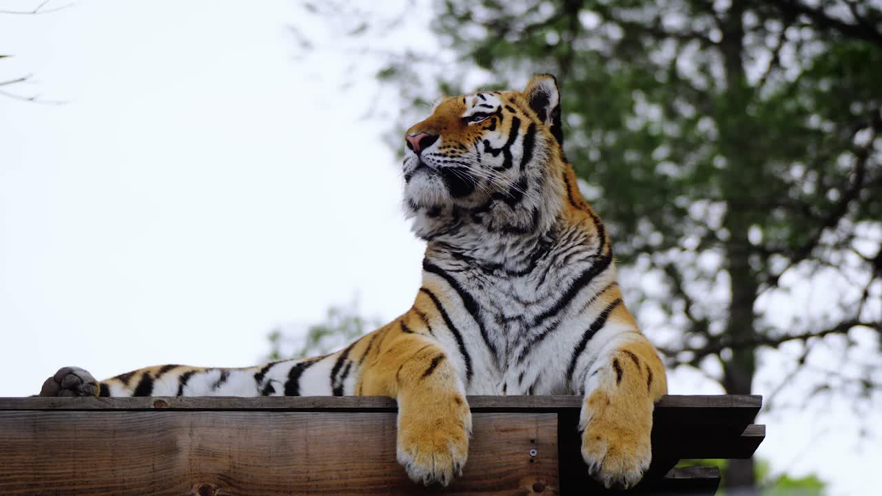 Wunderschöner und majestätischer Tiger entspannt im sanften Tageslicht an einem bewölkten Tag