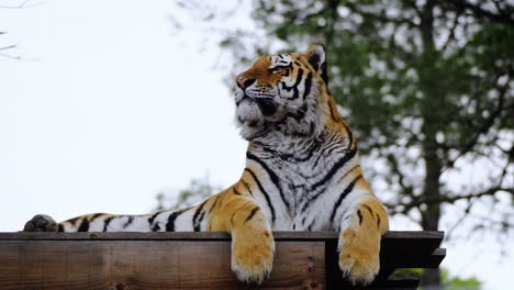 Beautiful-and-majestic-tiger-relaxing-in-the-soft-daylight-on-an-overcast-day