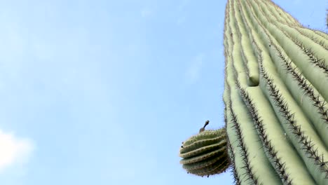 La-Bandeja-Dura-A-La-Izquierda-En-La-Base-Del-Cacto-Saguaro-Mira-Hacia-El-Cielo-Azul,-Toma-Amplia