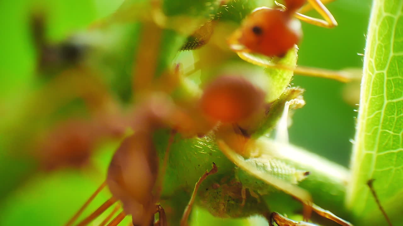 vista macro de cerca de las hormigas rojas pastores protegiendo y criando áfidos para el melocotón, una secreción rica en azúcar favorecida por las hormigas como fuente de alimento