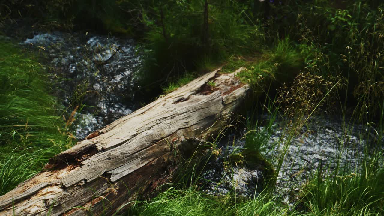 Un tronco stagionato giace attraverso un impetuoso torrente di montagna. Erba verde e felci circondano il bordo dell'acqua. La luce del sole filtra attraverso gli alberi sovrastanti. La scena evoca una pacifica solitudine nella natura incontaminata