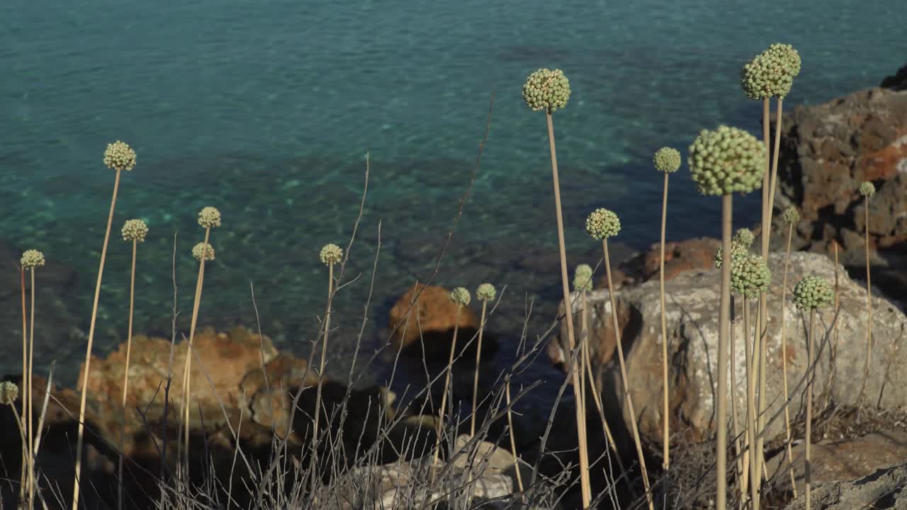 Fleurs d'oignon de Majorque poussant près de la mer Méditerranée