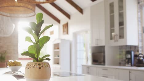 cerca del interior de la casa con plantas en las mesas de la cocina.