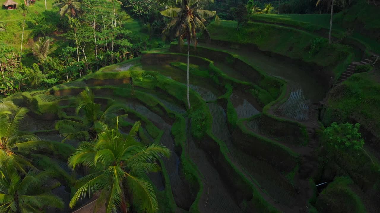 Risaie di Tegalalang a Ubud, Bali, Indonesia