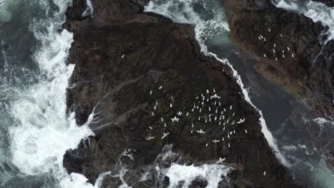 Küstenvögel-Auf-Dem-Lebensraum-Der-Wildtiere-Auf-Frank-Island,-Westküste-Von-Tofino,-Vancouver-Island,-Kanada