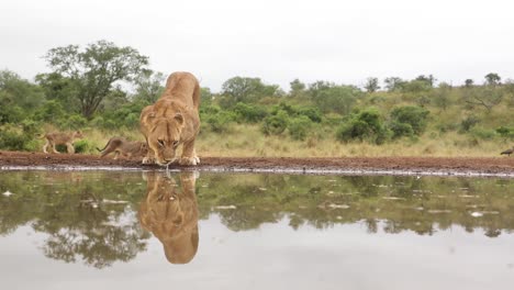 eye-level clip of two lionesses and cubs coming to drink at a waterhole at zimanga, south africa