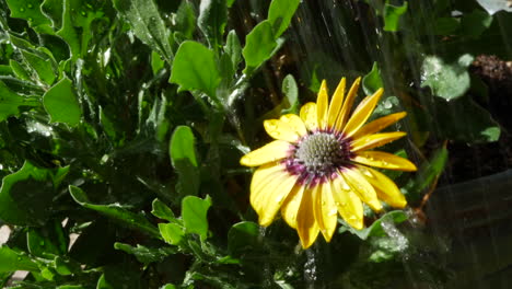 a colorful yellow flower and green plant leaves with water drops falling from a watering can in a garden in slow motion