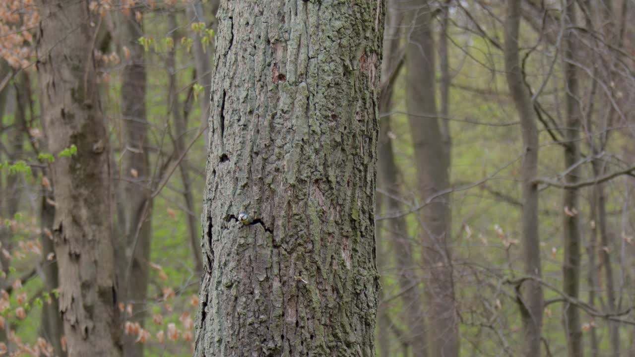 나무 껍질에 있는 둥지에서 날아다니는 작은 숲의 새