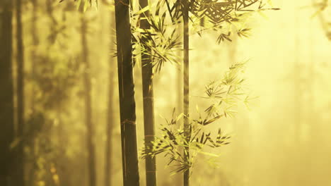 golden light in a bamboo forest