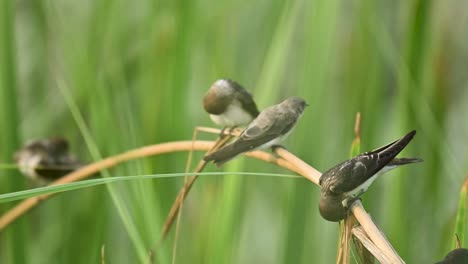 a flock of streaked swallows rests quietly on a wire in a natural rural environment