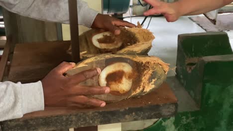 coco de mer collections- man cutting coco de mer for selling the empty nut, and the meat for exportation for medicine 1