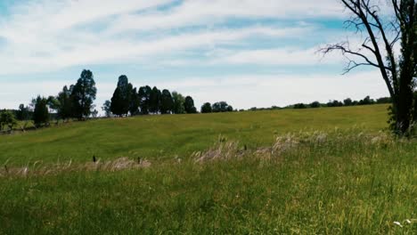 slow mo field shot of grass