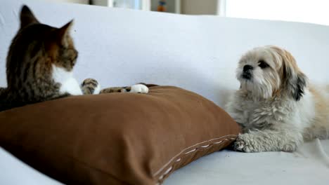 cat and dog stay together on sofa