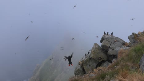 puffins flying over a cliff