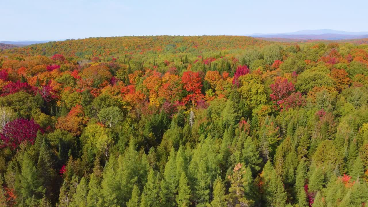 los hermosos colores vívidos de los árboles de otoño en el país montañoso son una delicia estacional