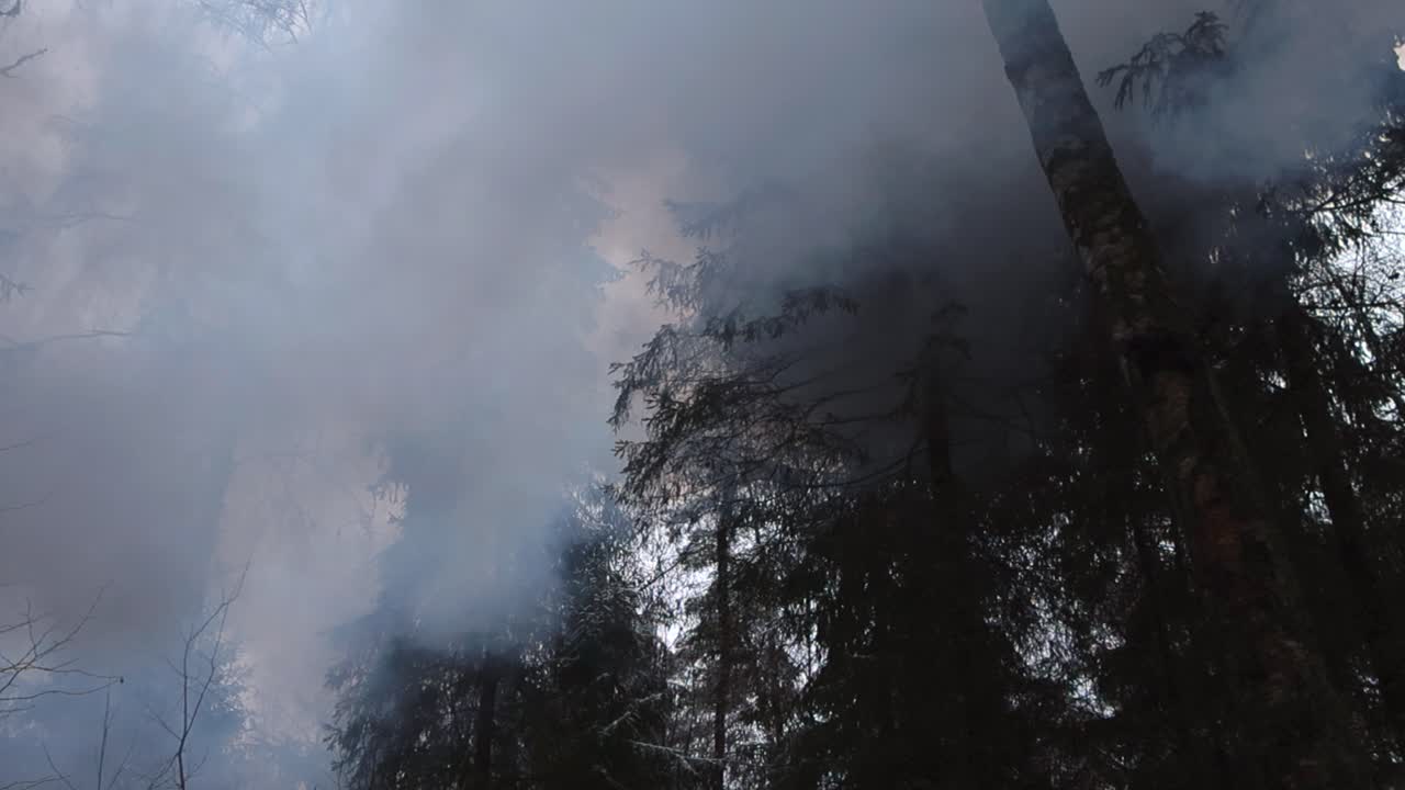 Bottom up view of a pillar of white and gray colored smoke moving in netween leafless dark autumn and winter trees that are in front of a white sky during a cold day while a fire is creating the smoke