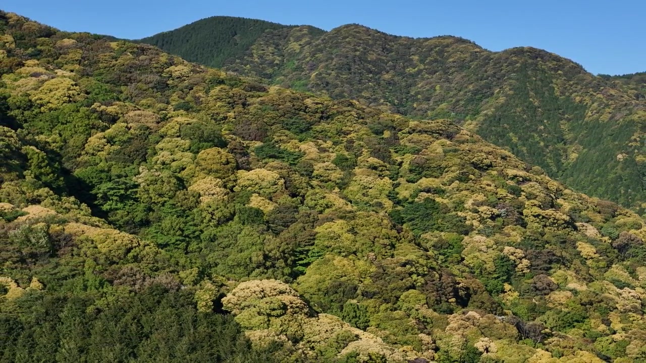 Vista cinematografica 3D di un paesaggio montano forestale giapponese.