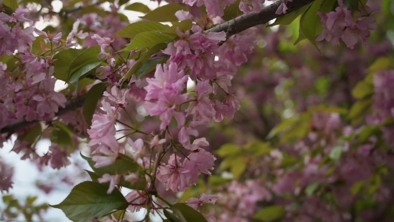 Closeup shot of a Japanese Cherry tree's blossoming branch, with other trees in the background at sunset - Filmed at T&oacute;th &Aacute;rp&aacute;d Promenade, Buda Castle, Budapest, Hungary
