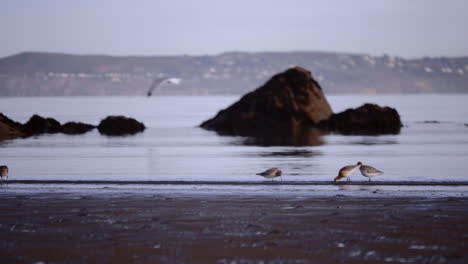 Bandada-De-Aves-Playeras-Forrajeras-Con-Antecedentes-Borrosos-De-La-Ciudad-En-Irlanda-Del-Sur-Cerca-De-Dublín