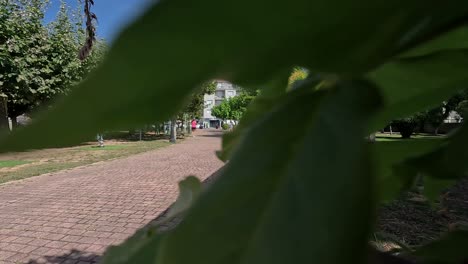 Young-woman-with-ponytail-dressed-pink-sports-panty-runs-in-the-park-while-other-people-leisurely-stroll-on-sunny-summer-morning,-descriptive-shot-through-the-leaves