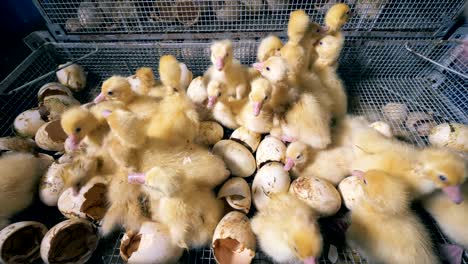 metal container with baby ducklings is getting put on top of another one