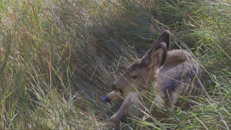 Mule-deer-fawn-laying-in-tall-grass-leans-back-and-relaxes-while-twitching-ears