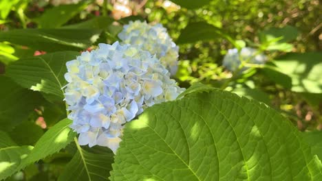 close-up of a blooming blue hydrangea surrounded by lush green leaves on a sunny day