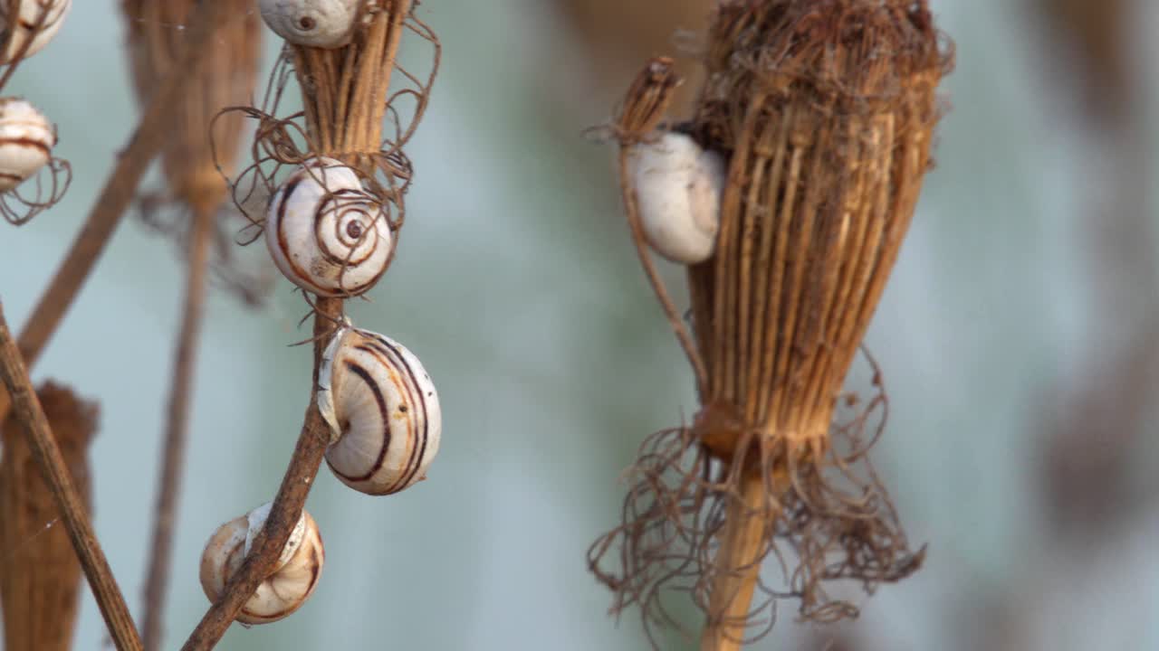 White garden snails aestivate on bushes during the summer