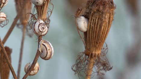 white garden snails aestivate on bushes during the summer