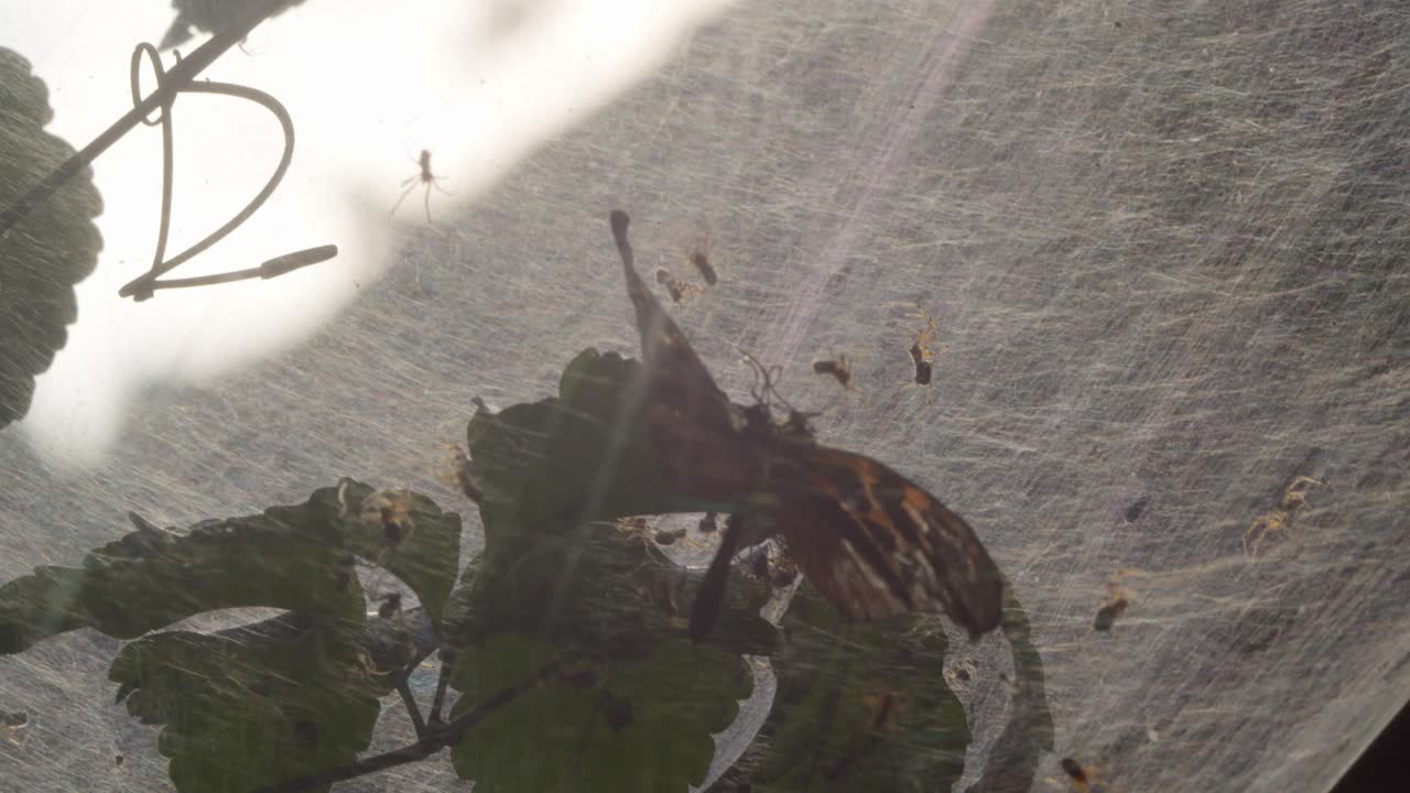 백라이트 회색 웹에 잡힌 나비를 먹는 공동 거미 식민지 - 중간