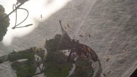 colonia de arañas comunales alimentándose de mariposas atrapadas en una telaraña gris retroiluminada - mediana