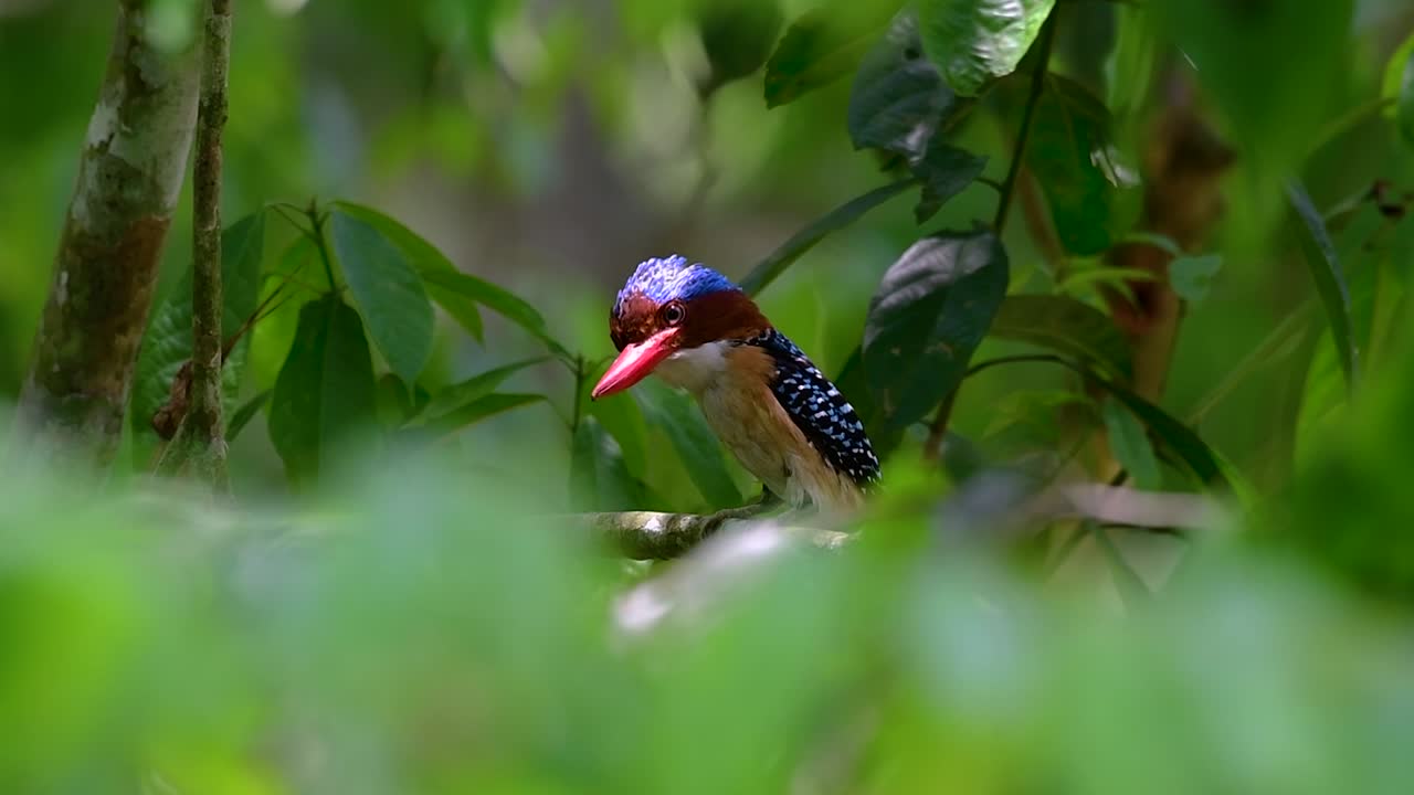 나무 물총새와 열대 우림 내 태국에서 발견되는 가장 아름다운 새 중 하나