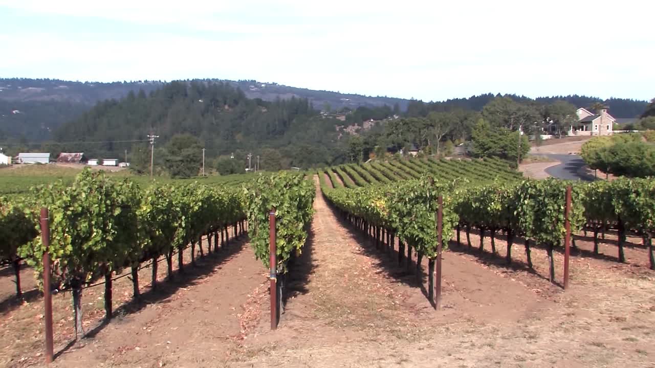 viñedo en el valle de napa en california, estados unidos