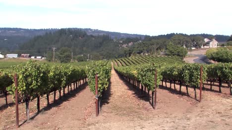 vineyard in napa valley in california, usa