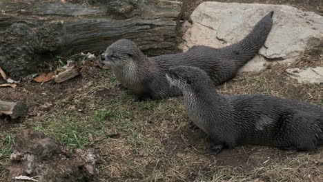 two river otters standing beside each other, watching closely and then running off