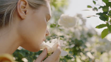 beautiful woman smelling roses in blossoming rose garden enjoying natural scent